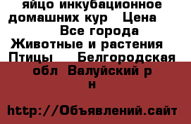 яйцо инкубационное домашних кур › Цена ­ 25 - Все города Животные и растения » Птицы   . Белгородская обл.,Валуйский р-н
